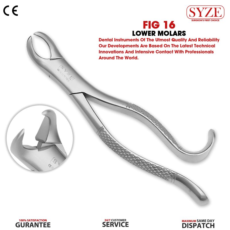 Fig 16 Lower Molars (COW-HORN BEAK)