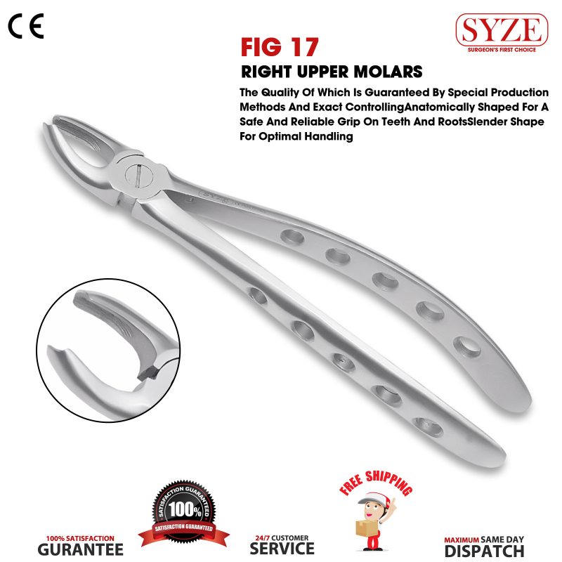 Fig 17 Right Upper Molars Whole Handle