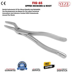 Fig 65 Upper Incisors & Roots
