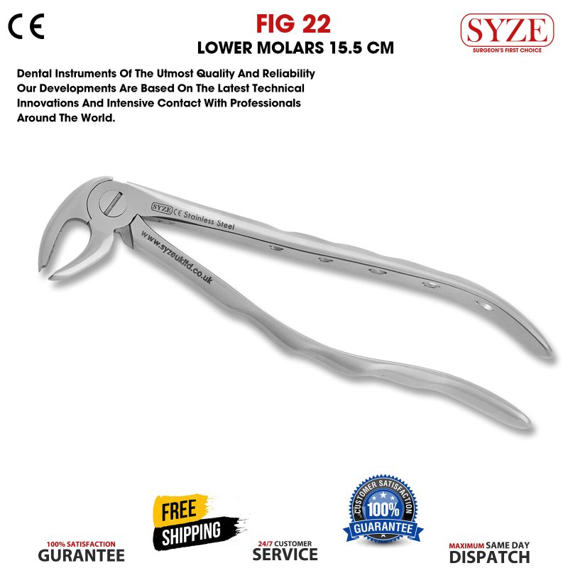 Fig 22 Lower Molars