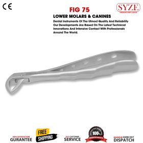 Fig 75 Lower Premolars & Canines