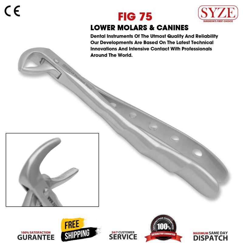 Fig 75 Lower Premolars & Canines